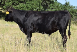 Wagyu bull for sale