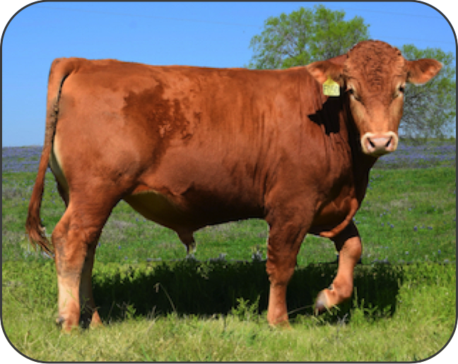 Red Wagyu Akaushi cattle for sale