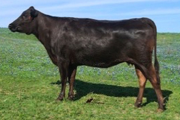 Full blood Wagyu heifers and embryos for sale