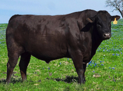 wagyu semen chisholm embryos breeding excellence