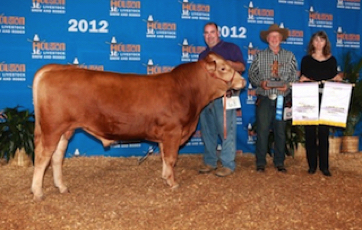 wagyu red akaushi cattle bull