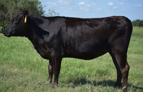 wagyu heifers